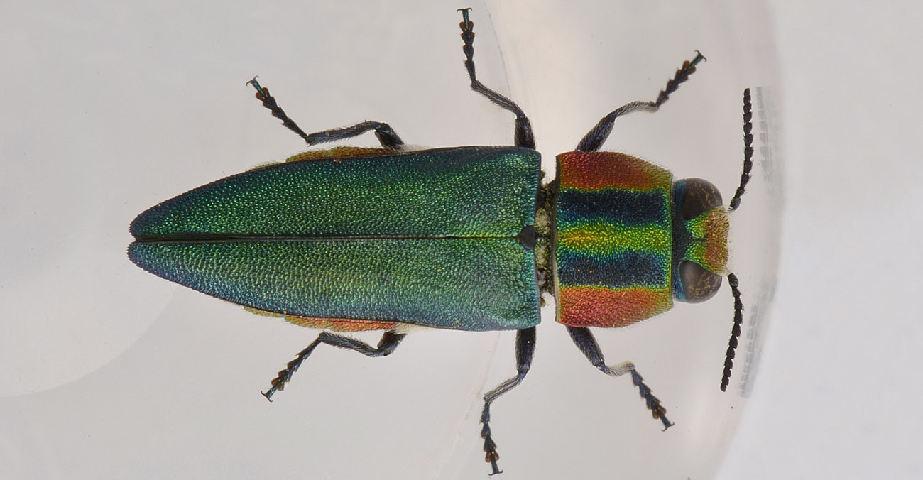 Buprestidae, Anthaxia hungarica